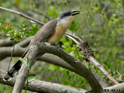 CUCLILLO COMÚN (Coccyzus melancoryphus) - Puntas del Tigre - SAN JOSÉ (Noviembre 2014)